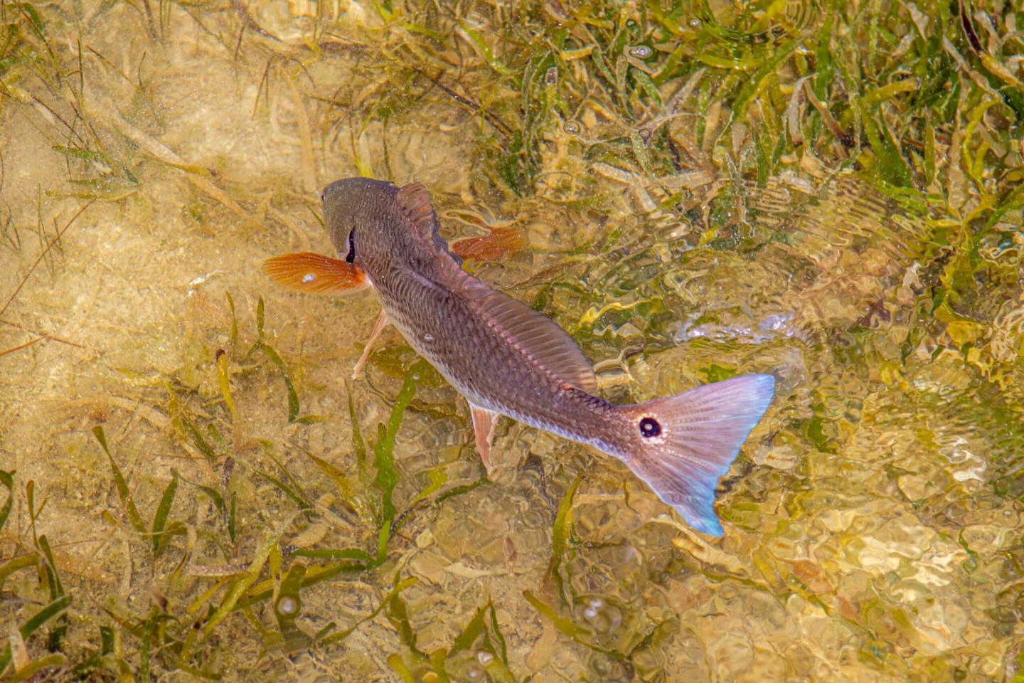 Pharmaceutical Contaminants Discovered in Florida Redfish | Backbone Media